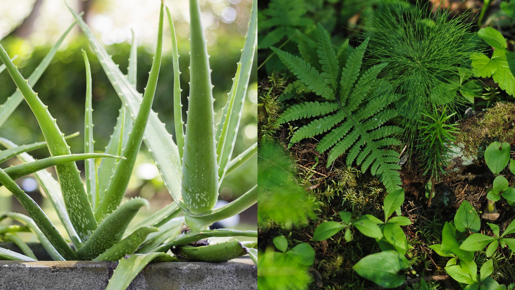 2 plantes exotiques détoxifient vos intestins